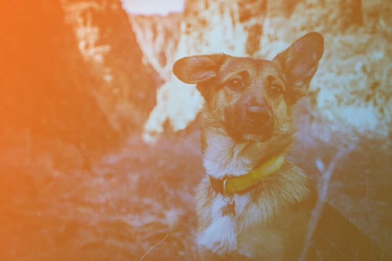 Zum Artikel "Sechs smarte Produktideen für Haustierbesitzer": Hund mit Halsband, Berge im Hintergrund